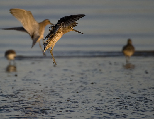 Shorebirds.Mispillion 5.20.2010_052010_0598