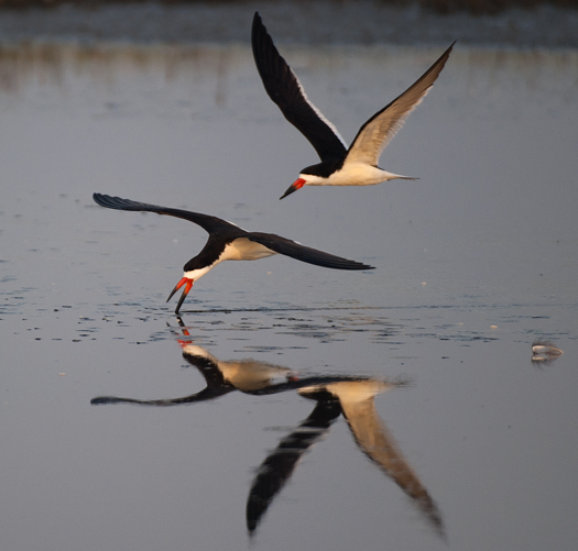 Skimmers. Egrets. 6.22