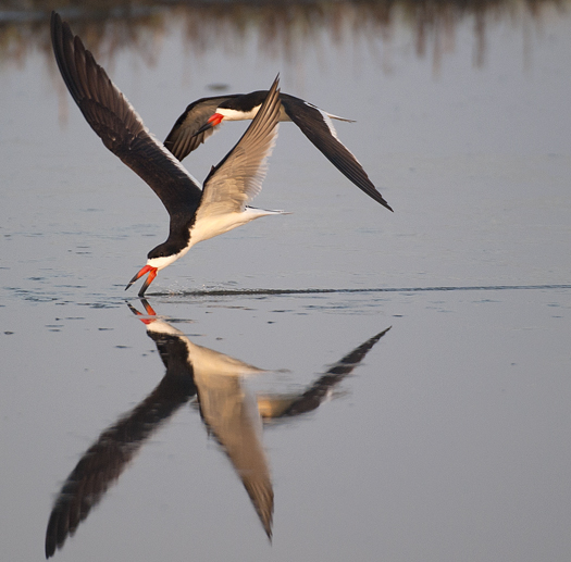 Skimmers. Egrets. 6.22