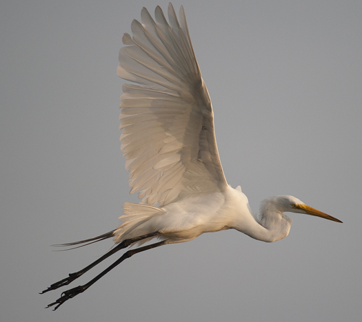 Skimmers. Egrets. 6.22