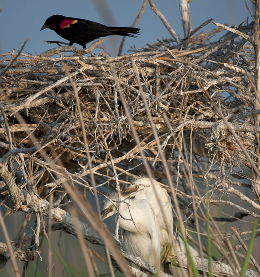 Skimmers. Egrets. 6.22