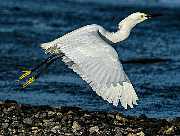 Skimmers.GBH.Egrets 5.20.2015_3986