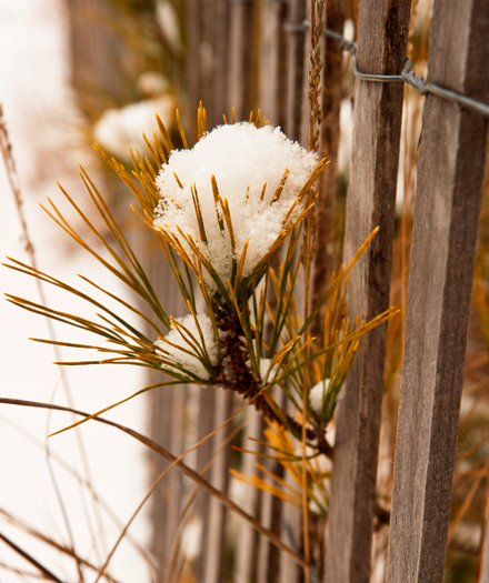 Snow.Dunes etc. 1.26.2013_4041