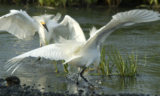 Snowy Egrets 6-20-2009_062009_2263