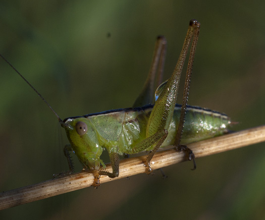 Spiders and Grasshoppers 9.5