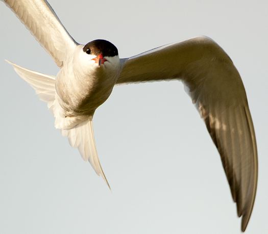 Terns 7.5