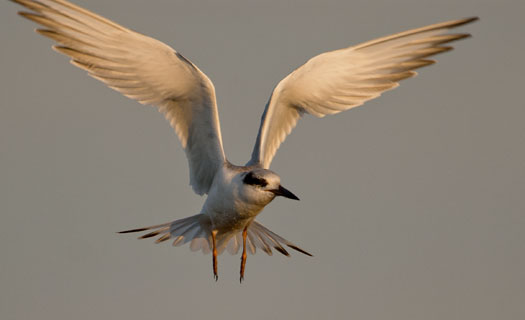 Terns Egrets 10-2-2008_100208_9982