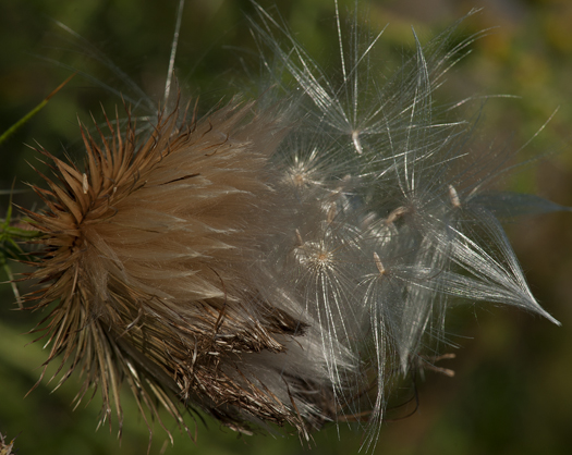 Towers Sunrise. Goldenrod. Thistle. 8.27