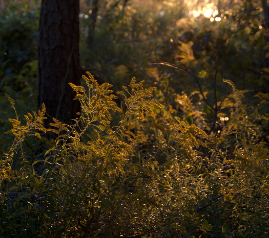 Towers Sunrise. Goldenrod. Thistle. 8.27