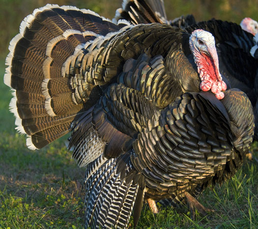 Turkeys 11.20.2009_112009_7541