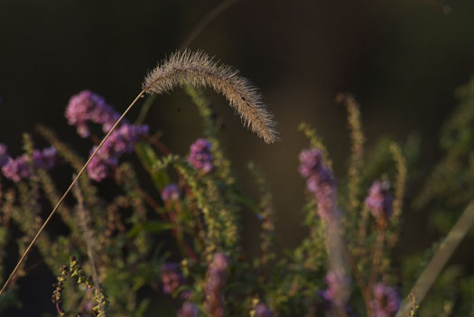 Wildflowers 10.6.2009_100609_7148