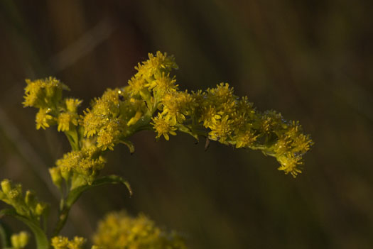 Wildflowers 10.6.2009_100609_7200