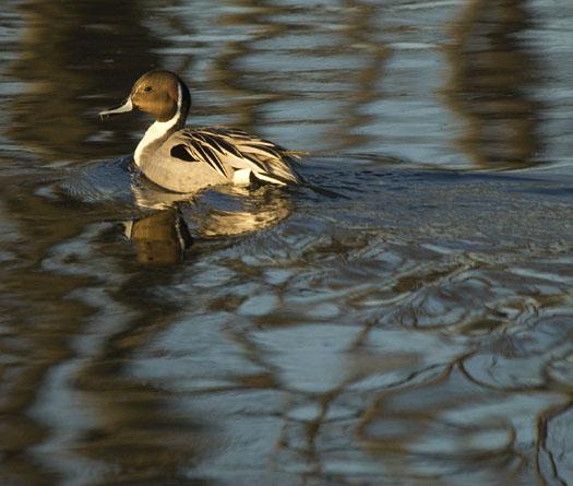 b-c-night-heronfox-and-pintails-2-17-2009_021709_3080