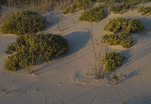 beach-heather-5-20-2009_052009_9667