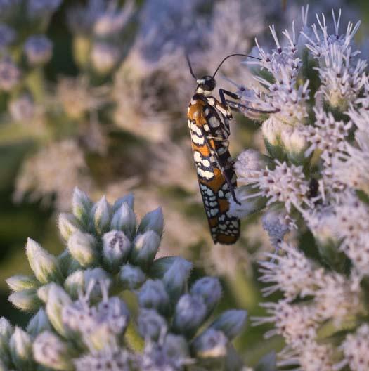 bees-moonrise-7-17-2008_071708_6518.jpg