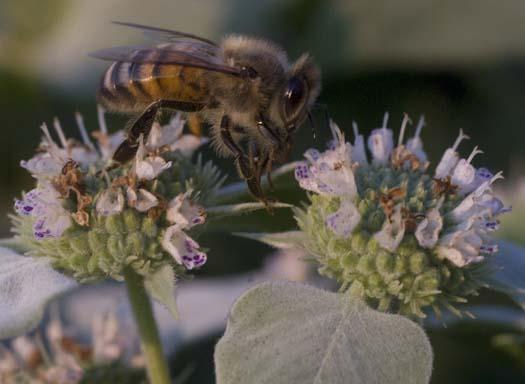 bees-moonrise-7-17-2008_071708_6554.jpg