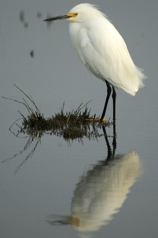 black-bellied-plover-egrets-5-12-2009_051209_9029