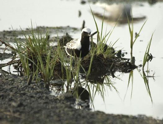 black-bellied-plover-egrets-5-12-2009_051209_9032