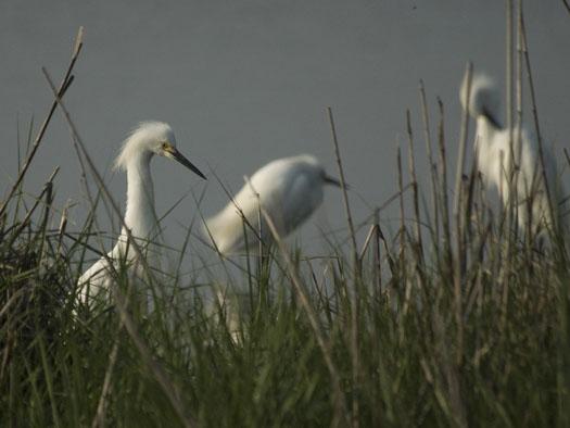 black-bellied-plover-egrets-5-12-2009_051209_9098