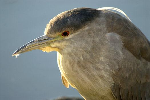 black-crowned-heron-and-clapper-rail-2-25-2009_022509_3427