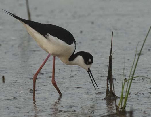 black-necked-stilts-4-25-2008_042508_4680.jpg