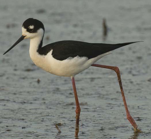 black-necked-stilts-4-25-2008_042508_4808.jpg