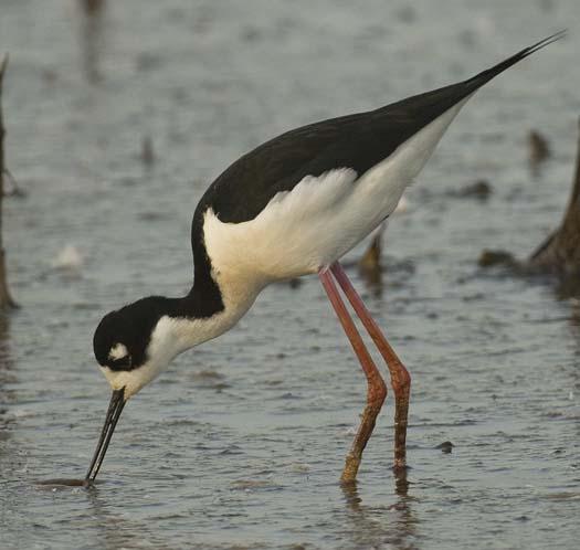 black-necked-stilts-4-25-2008_042508_4835.jpg