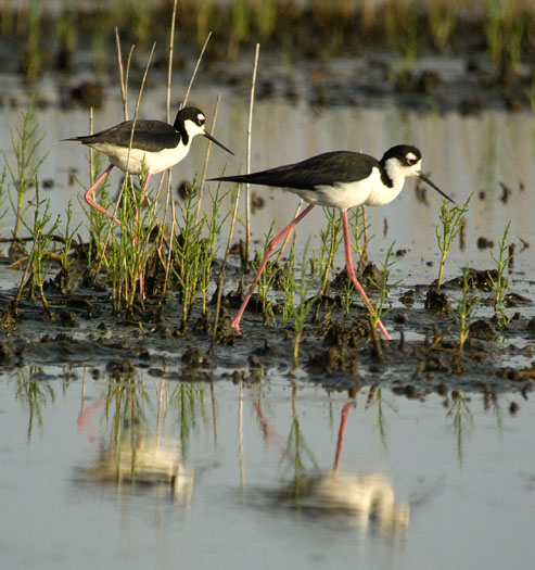 black-necked-stilts-and-mud-turtle-6-15-2009_061509_1997