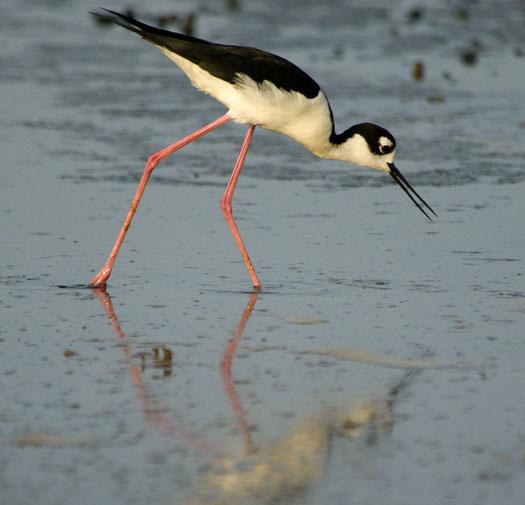 black-necked-stilts-and-mud-turtle-6-15-2009_061509_2041