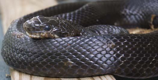 black-snake-5-18-2008_051808_6635.jpg