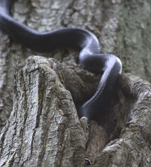 black-snake-5-18-2008_051808_6668.jpg