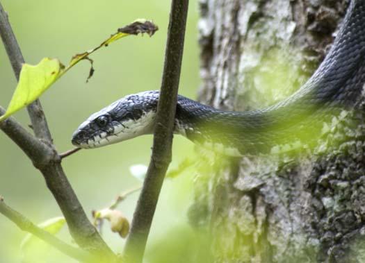 black-snake-5-18-2008_051808_6722.jpg