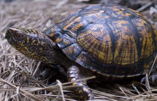 box-turtle-6-7-2008_060708_3359.jpg