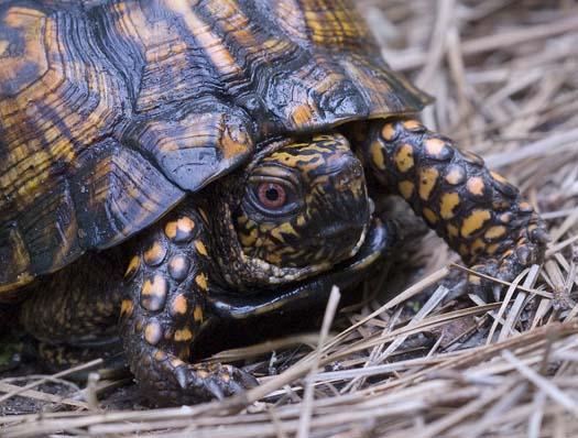 box-turtle-6-7-2008_060708_3377.jpg