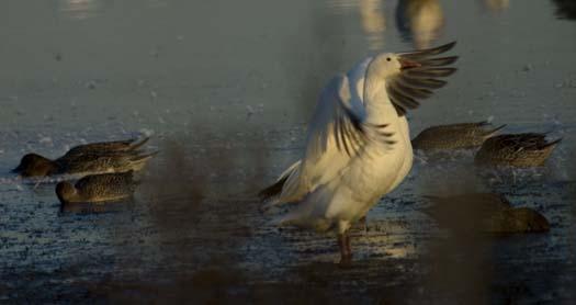 broadkill-sunset-snowgeese-11-25-2007_2275copy1.jpg