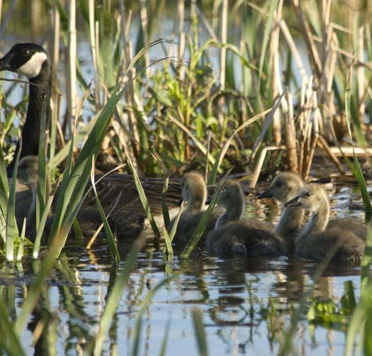 canada-geese-5-17-2008_051708_6544.jpg