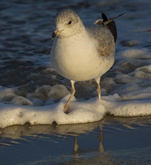 cape-sunset-gulls-sanderlings-3-1-2008_8960copy1.jpg