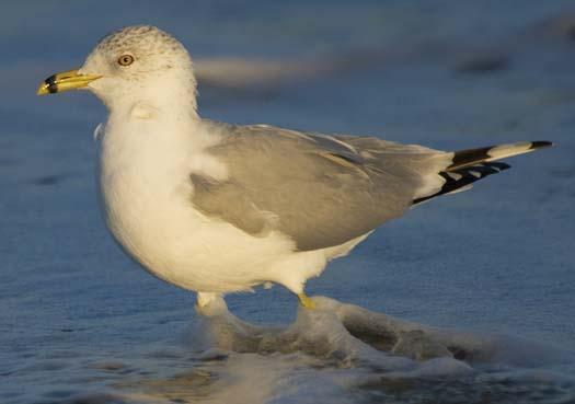 cape-sunset-gulls-sanderlings-3-1-2008_8989copy1.jpg