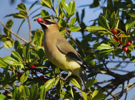 cedar-waxwing-3-30-2008_1462.jpg