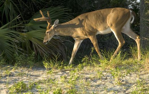 charleston-trip-8232009_6074