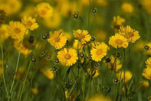 coreopsis-5-27-2009_052709_0636