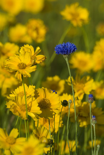 coreopsis-5-27-2009_052709_0748