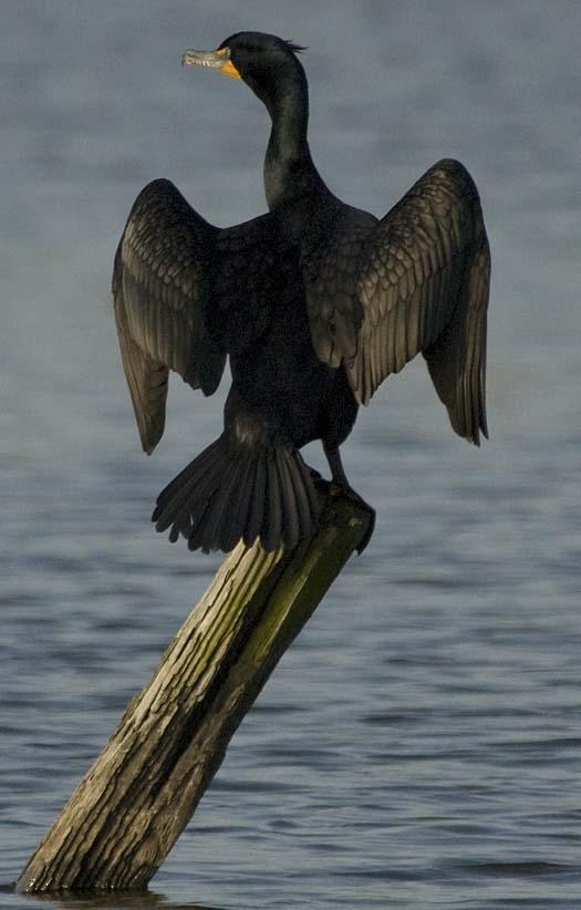 cormorant-5-4-2008_050108_6142.jpg