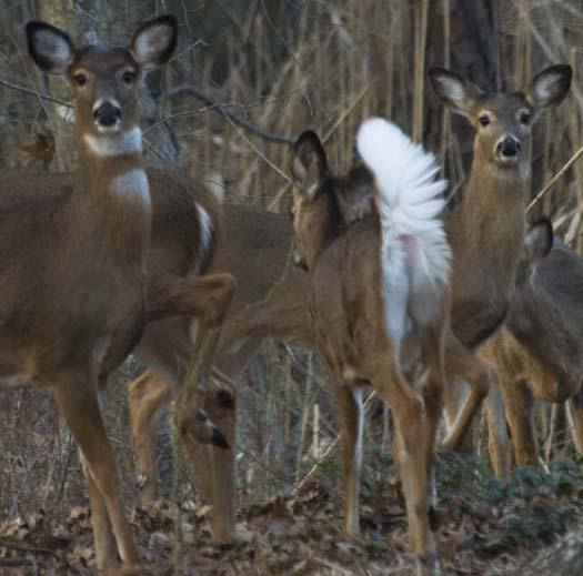 deer-2-25-2008_8835copy1.jpg