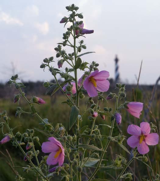 deer-flowers-sunrise-8-10-2008_0825.jpg