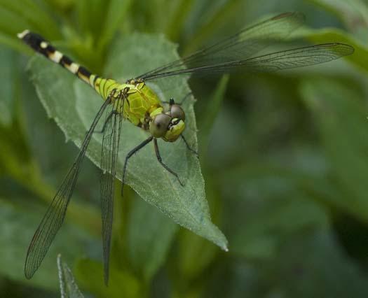 dragonfly-6-21-2008_062108_4062.jpg