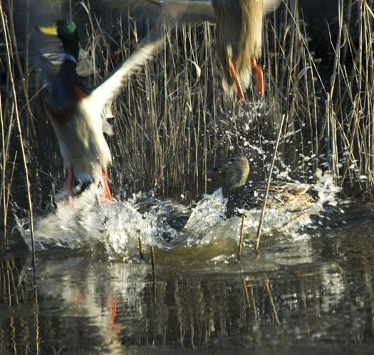 ducks-at-bombay-2-24-2009_022409_3339