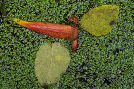 duckweed-and-flowers-6-21-2009_062109_2552