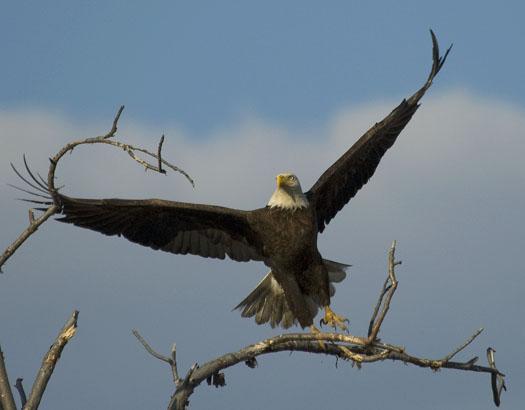 eagle-fox-heron-moon-4-9-2009_040909_6836