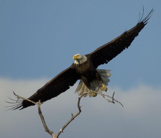 eagle-fox-heron-moon-4-9-2009_040909_6837